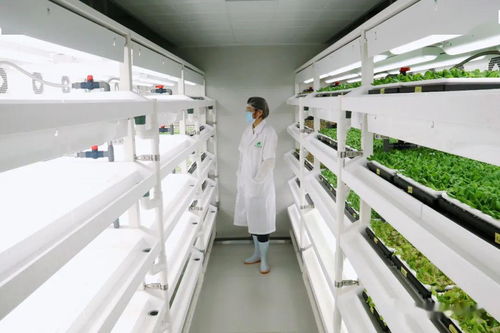 世界领先 揭秘广州从化这家植物工厂的那些高科技